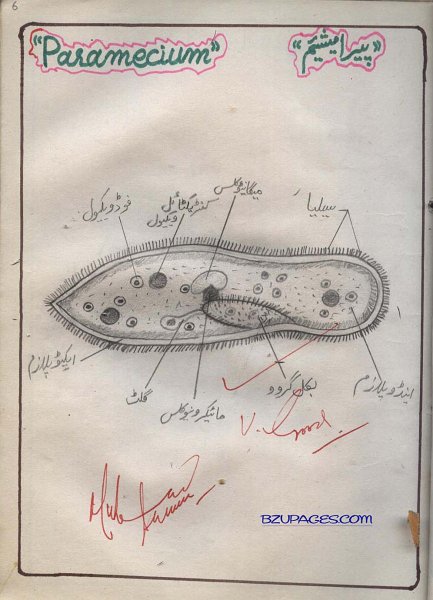 6 Paramecium.jpg